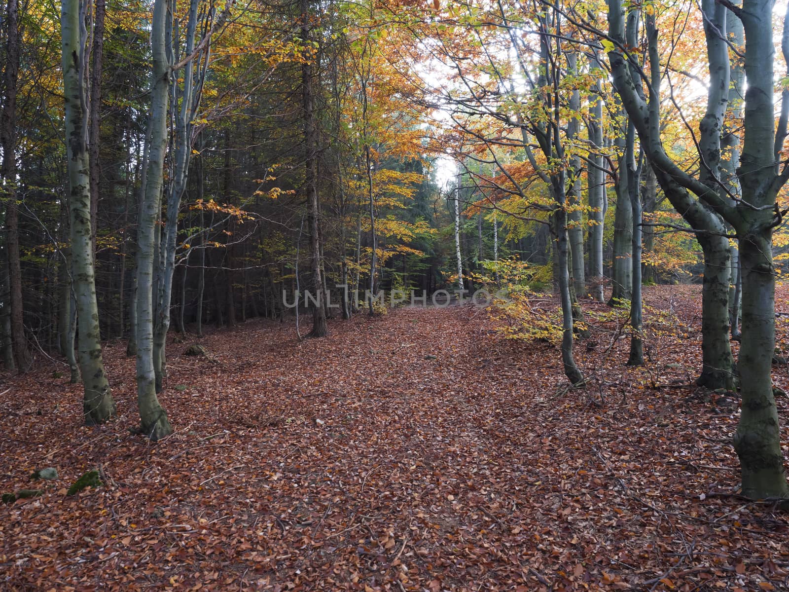road in mysterious autumn deciduous beech tree forest with colorful leaves, sun rays and ground covered with fallen leaves. Seasonal nature background by Henkeova