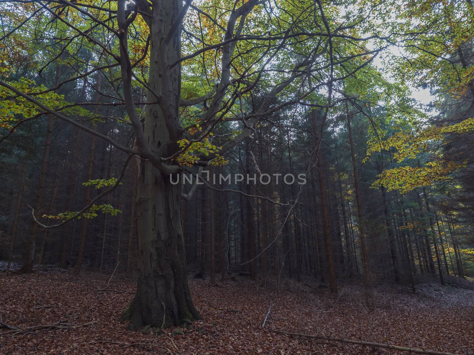 dark mysterious autumn deciduous forest with old big beech tree with colorful leaves and ground covered with fallen leaves. Seasonal nature background.