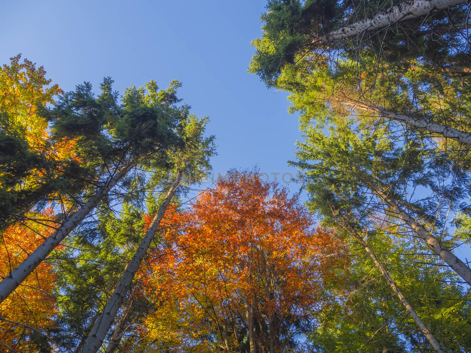 look up at colorful autumn color tall trees crowns and blue sky  by Henkeova