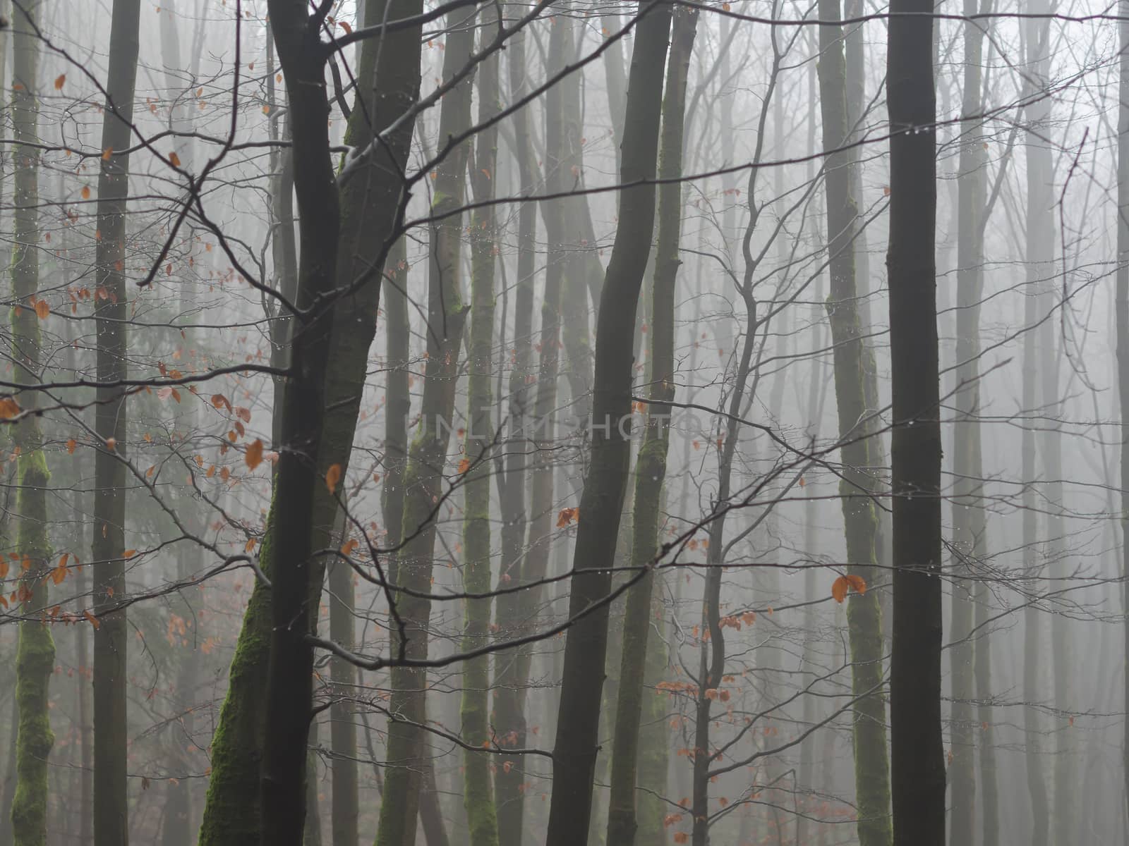 misty november mysterious beech tree forest after rain drop bare by Henkeova