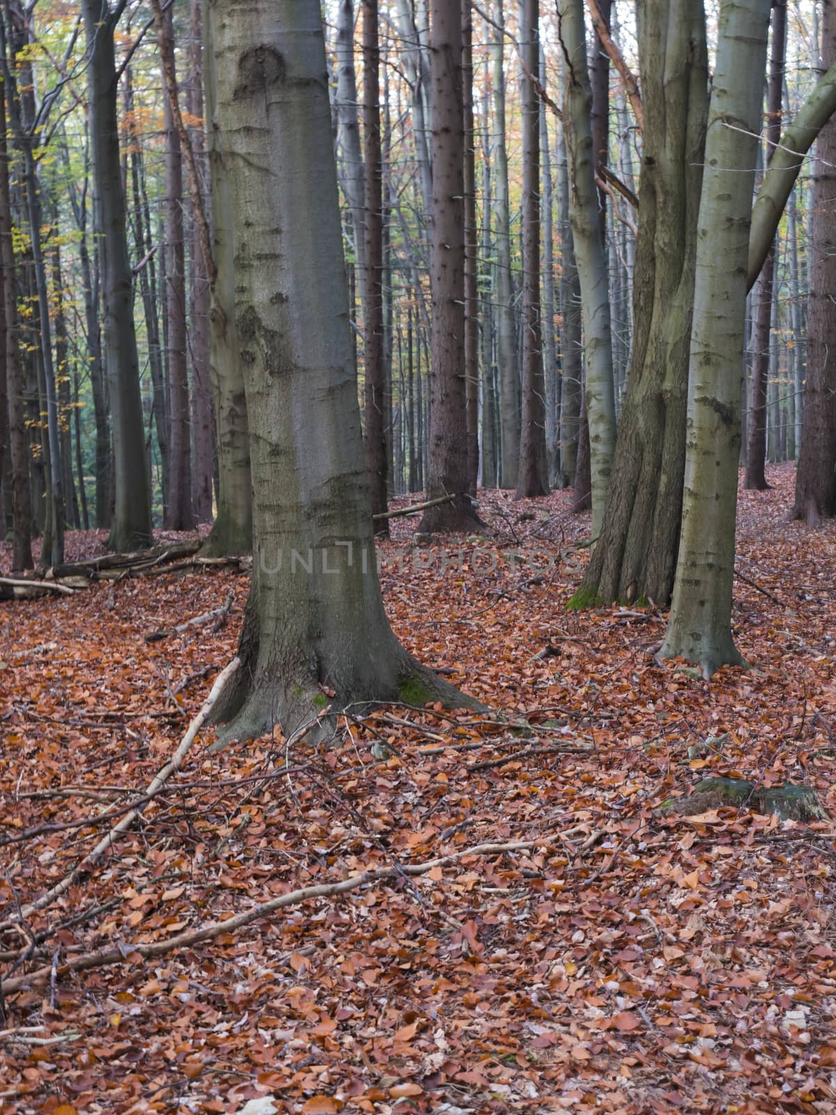 dark mysterious autumn deciduous beech tree forest with colorful leaves, sun rays and ground covered with fallen leaves. Seasonal nature background.