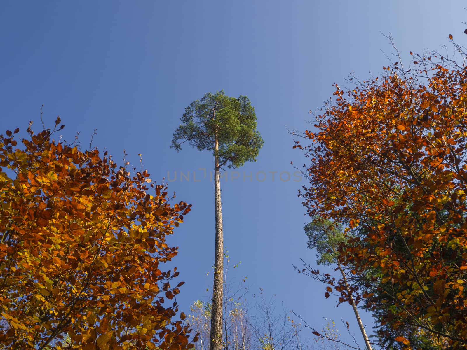  look up at l tall pine tree with two colorfu red orange beech tree on blue sky background 