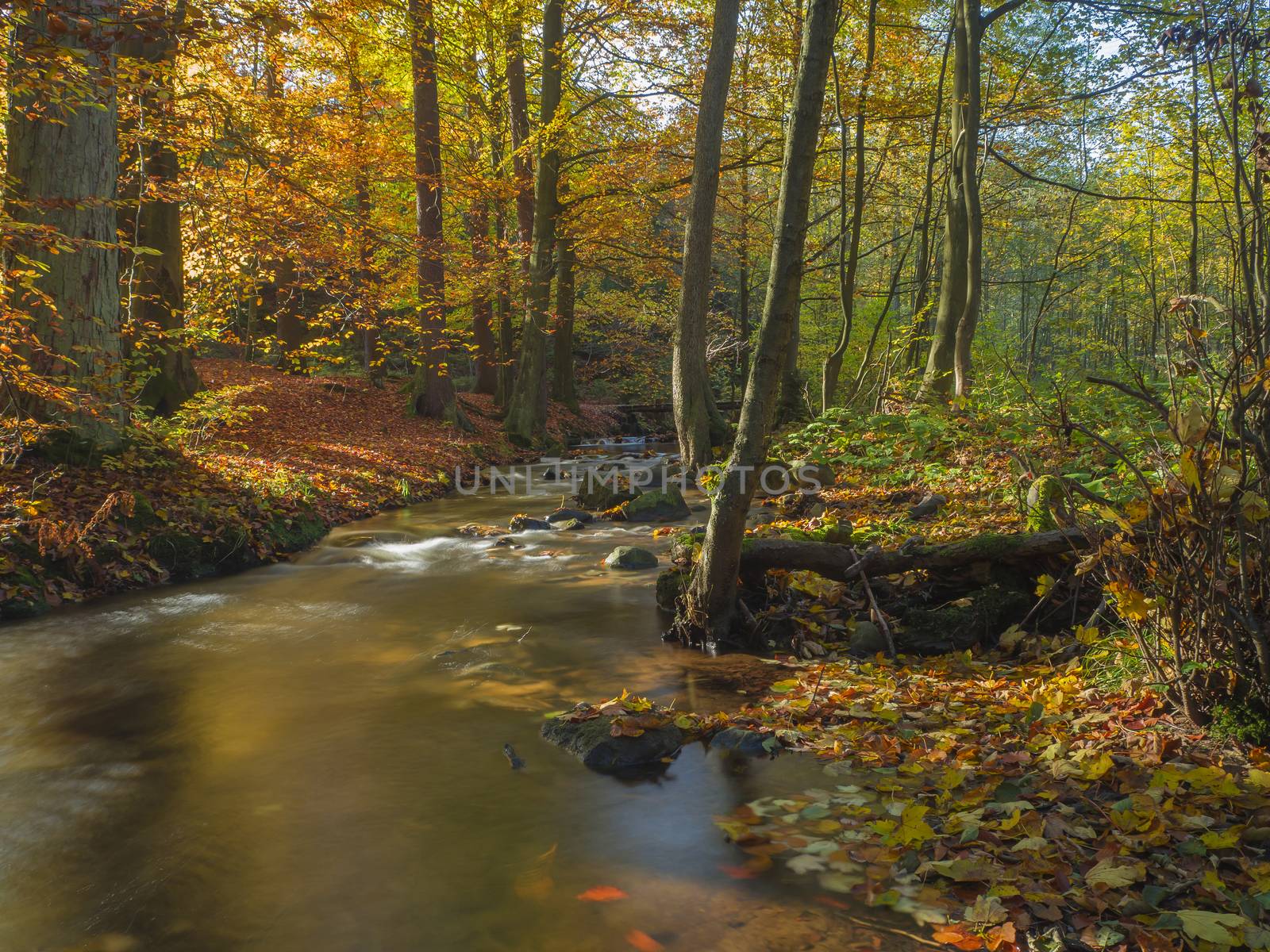 Long exposure magic forest stream creek in autumn with stones moss orange trees and fallen leaves in luzicke hory  in golden hour light