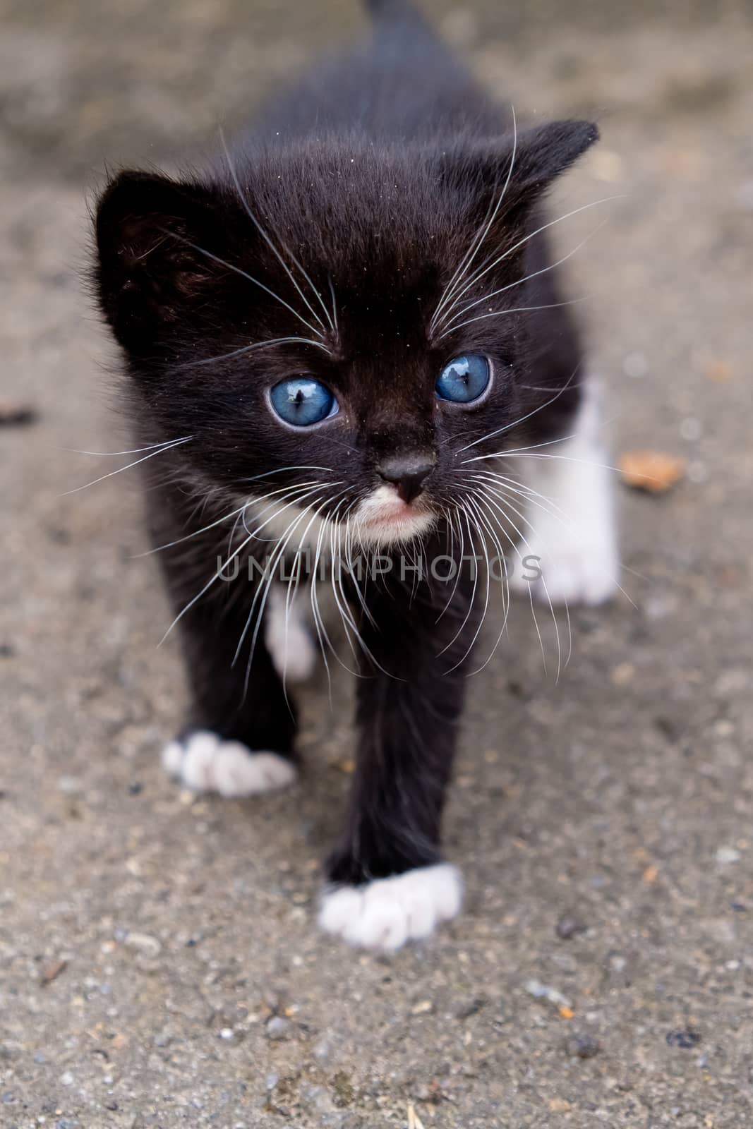 Small black kitten with blue eyes in outdoors.