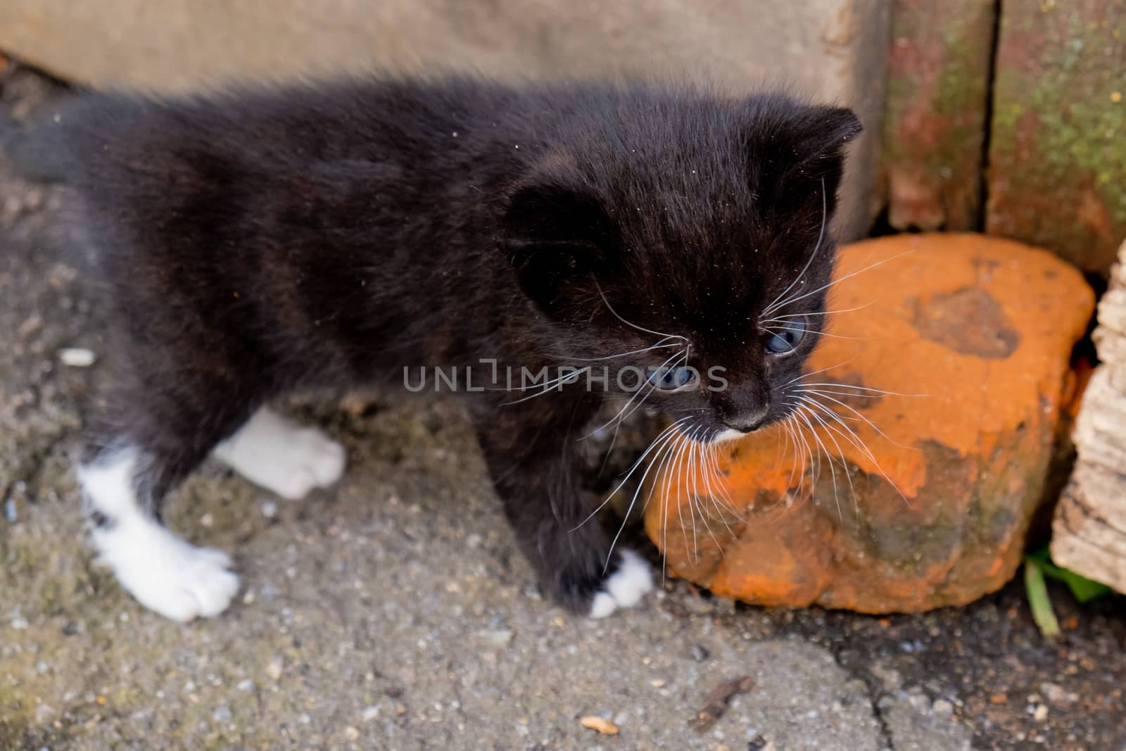 Small black kitten with blue eyes in outdoors.