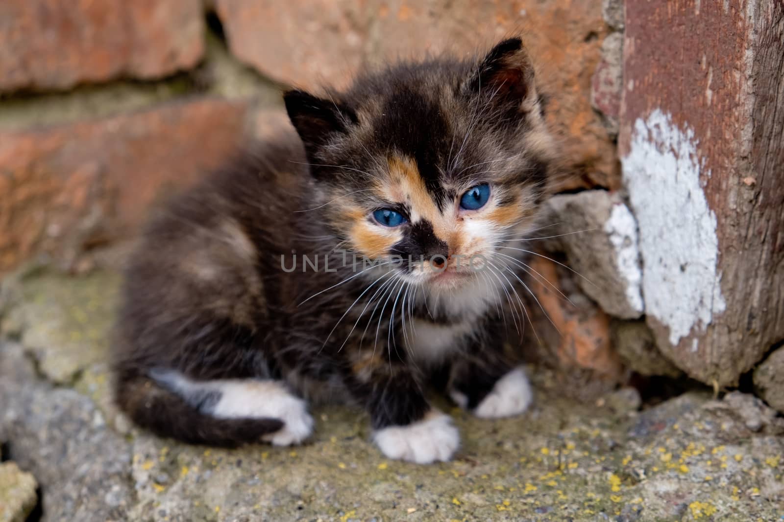 Small kitten with blue eyes.