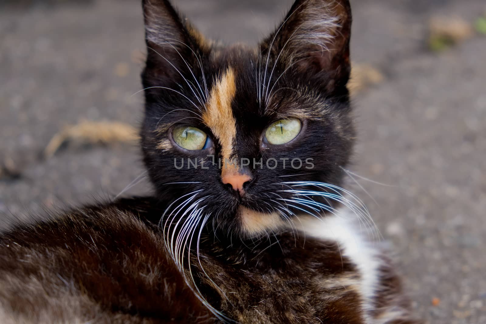 Portrait of tricolor cat. Closeup view.