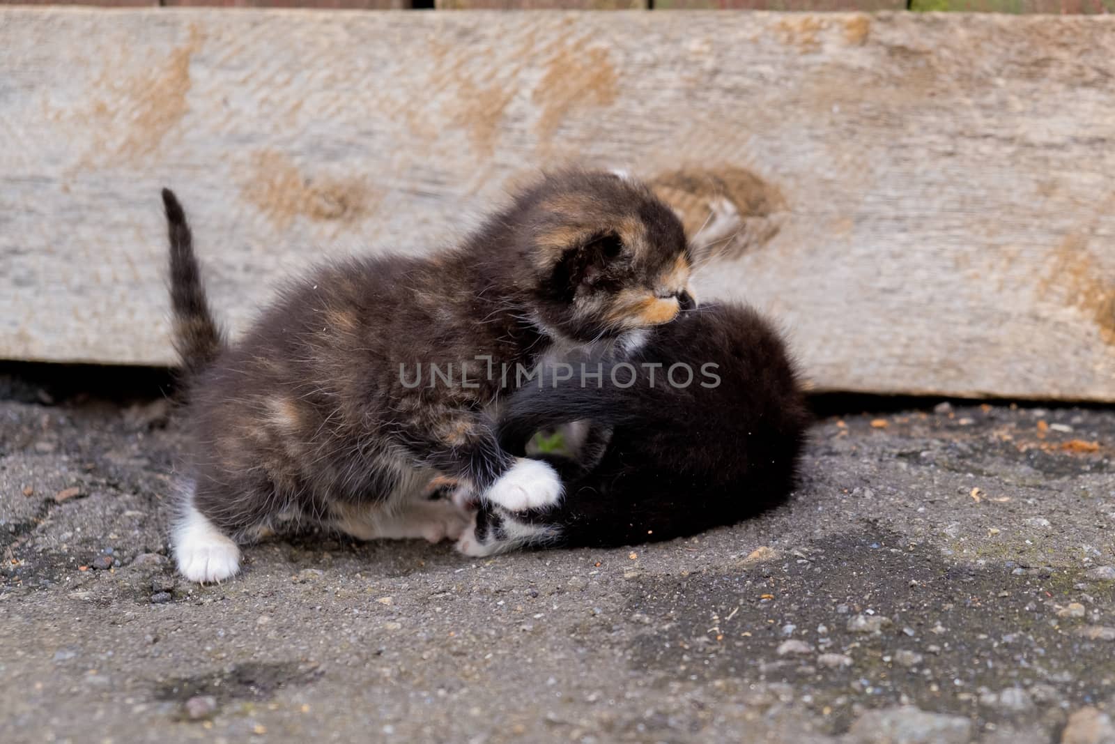 Two little homeless kittens.