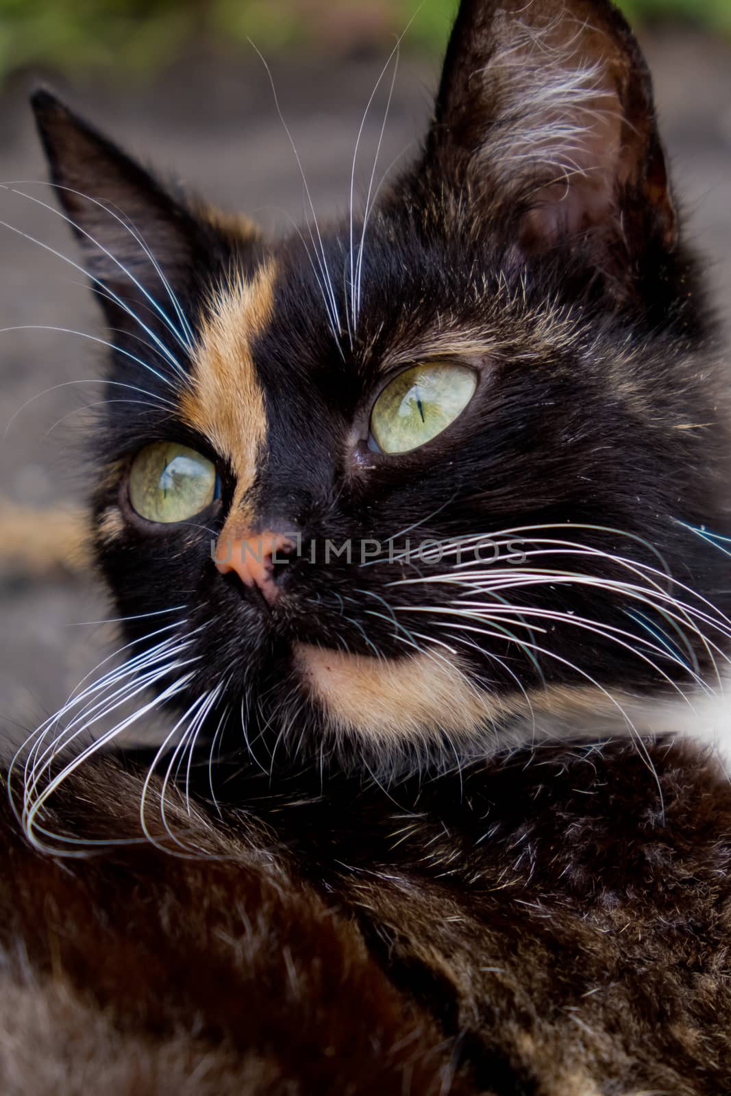 Portrait of tricolor cat. Closeup view.