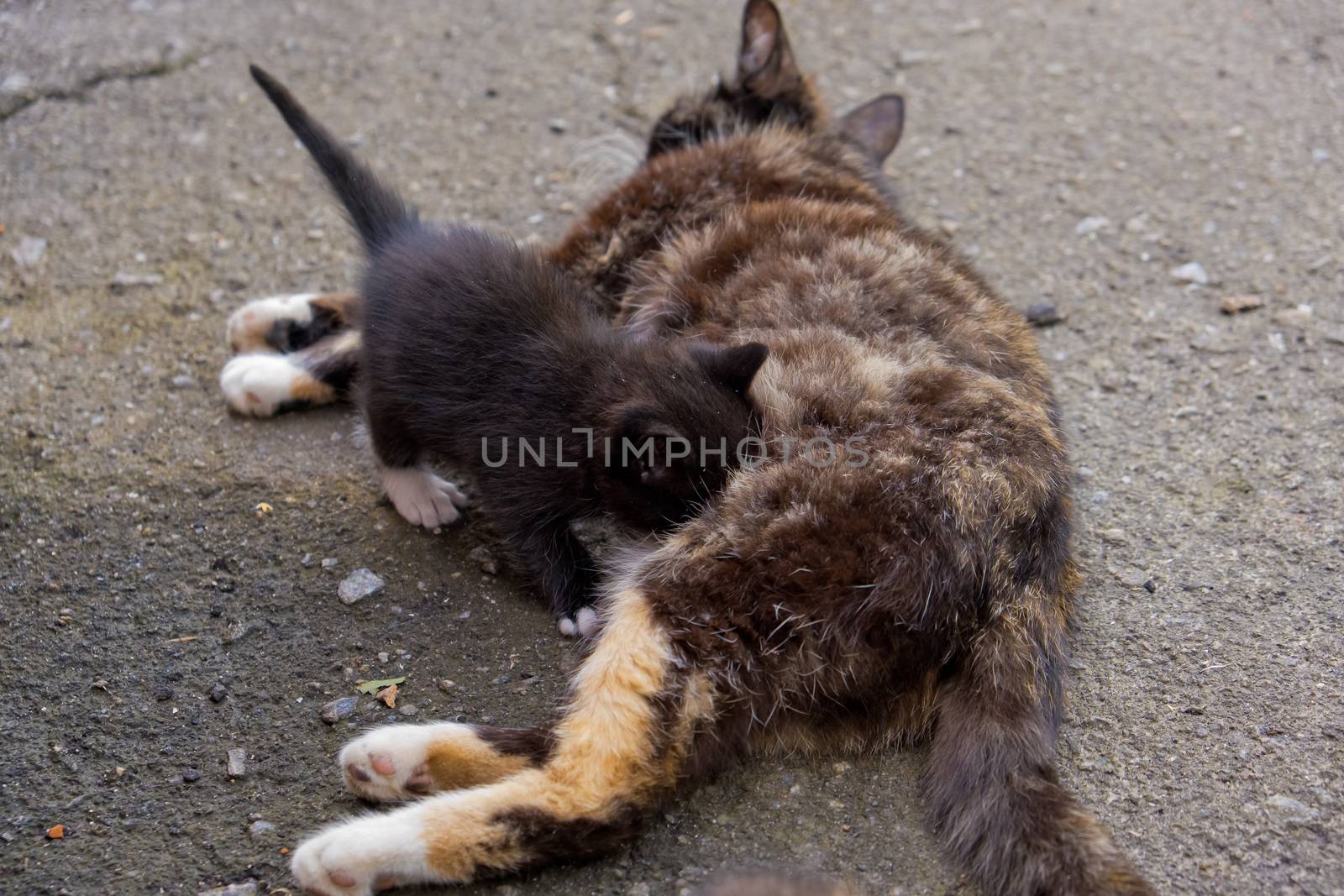 Mom feeding kitten milk.