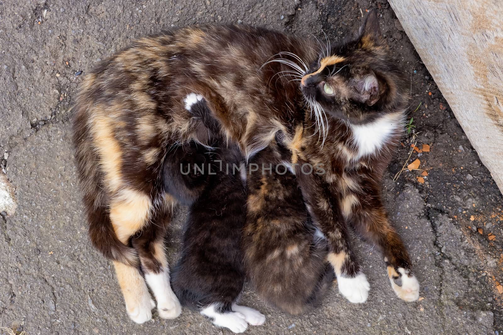 Homeless mom cat with two little kittens.