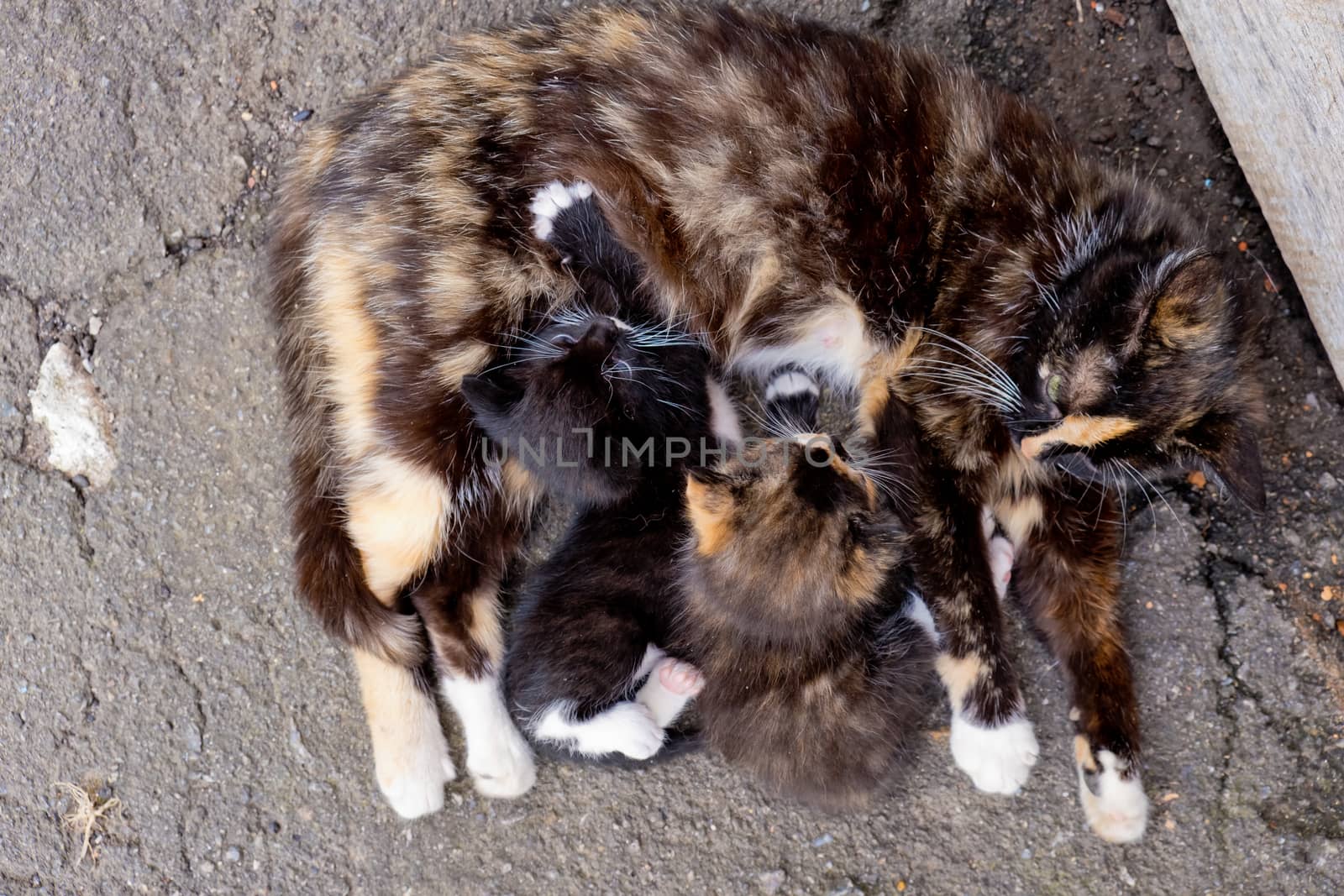 Homeless mom cat with two little kittens.