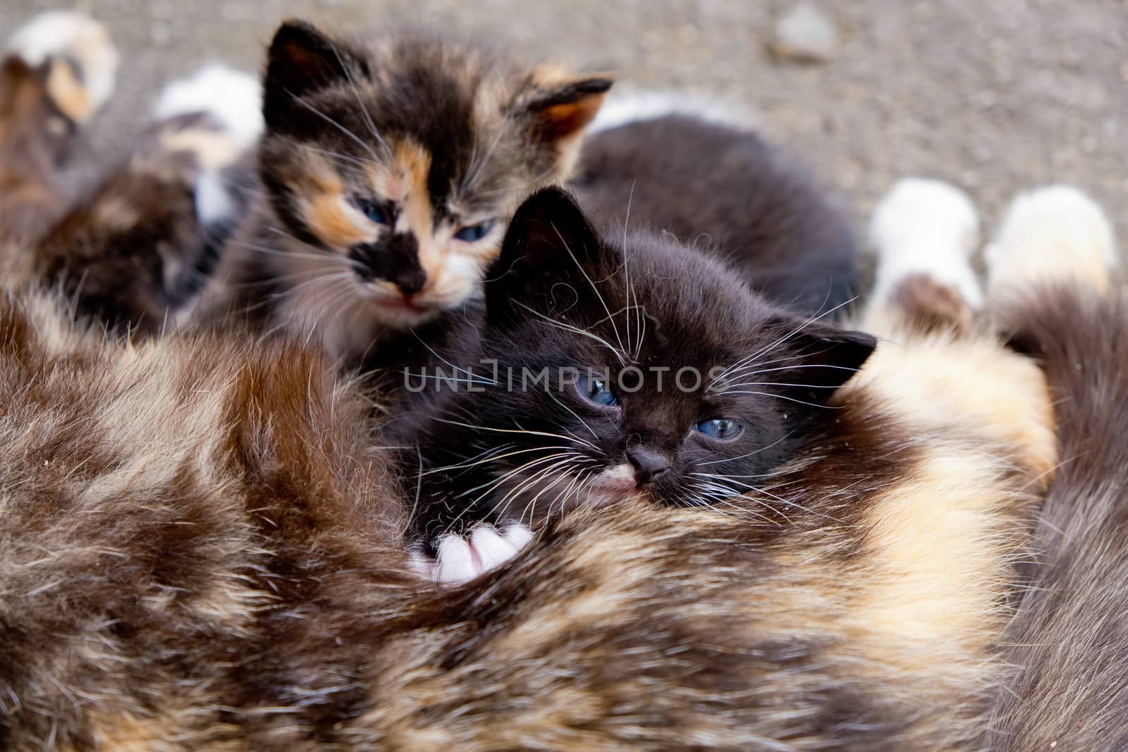 Homeless mom cat with two little kittens.