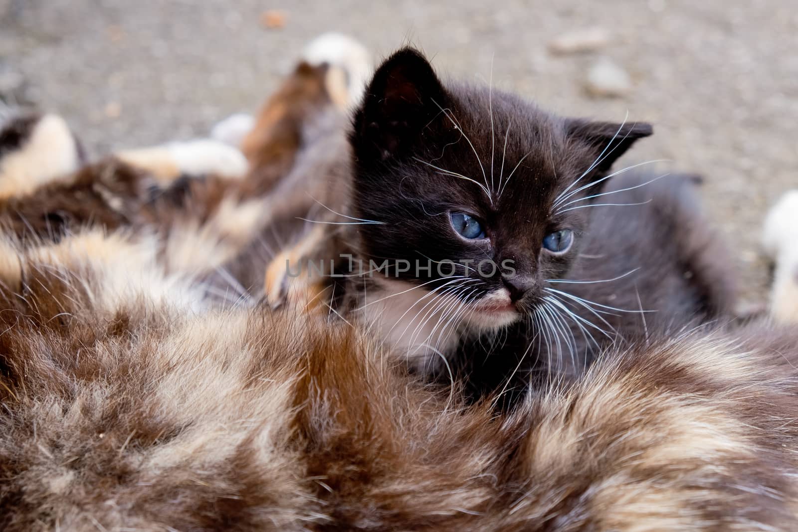Small black kitten with blue eyes in outdoors.