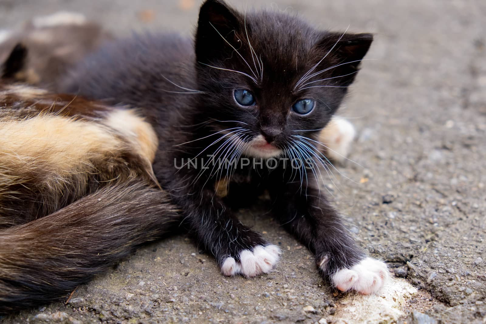 Small black kitten with blue eyes in outdoors.