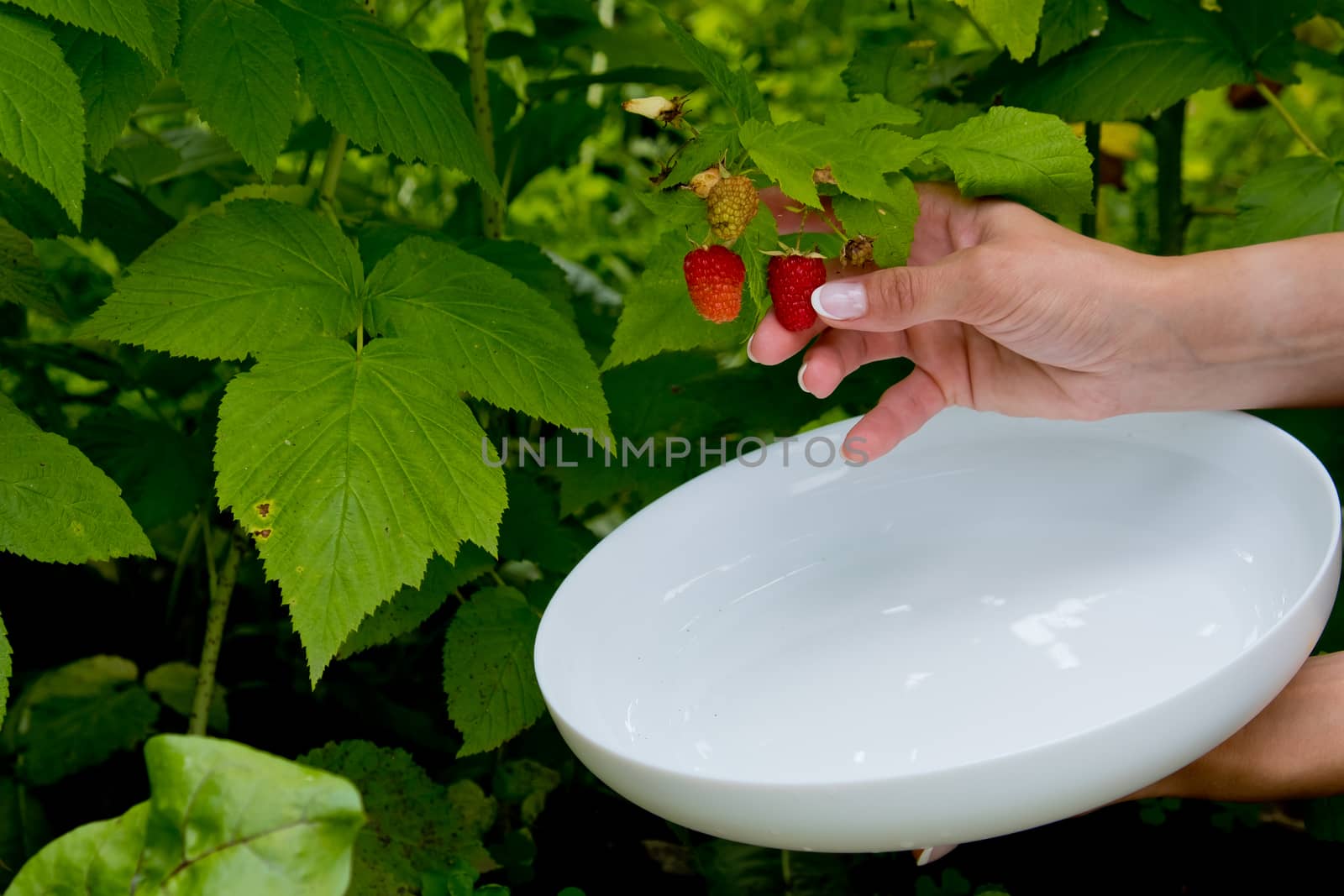 Woman picking raspberries from bush red sweet ripe berries growing on raspberry bush.