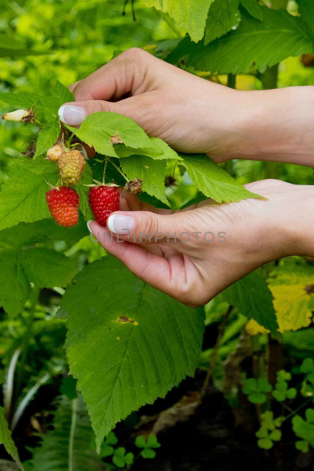 Red sweet ripe berries growing on raspberry bush in womans hands. Closeup.