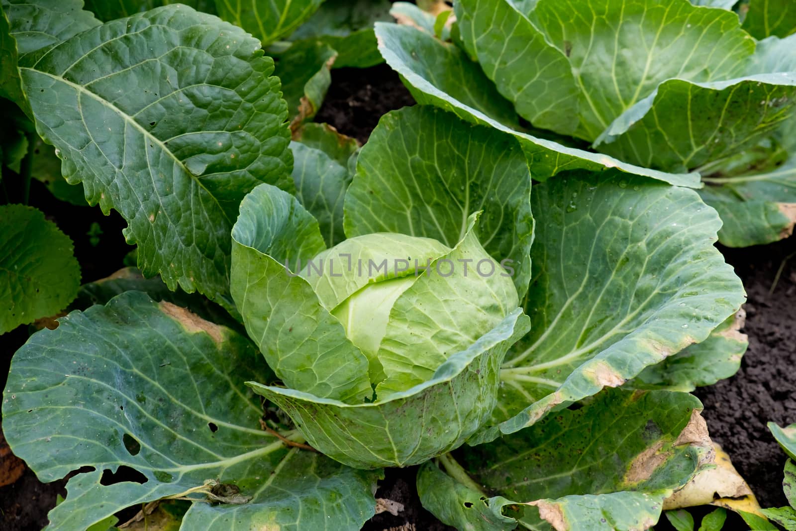 Young cabbage in the garden.