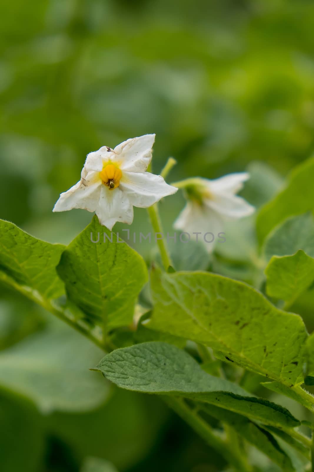 Flowering of growing potatoes. Closeup.