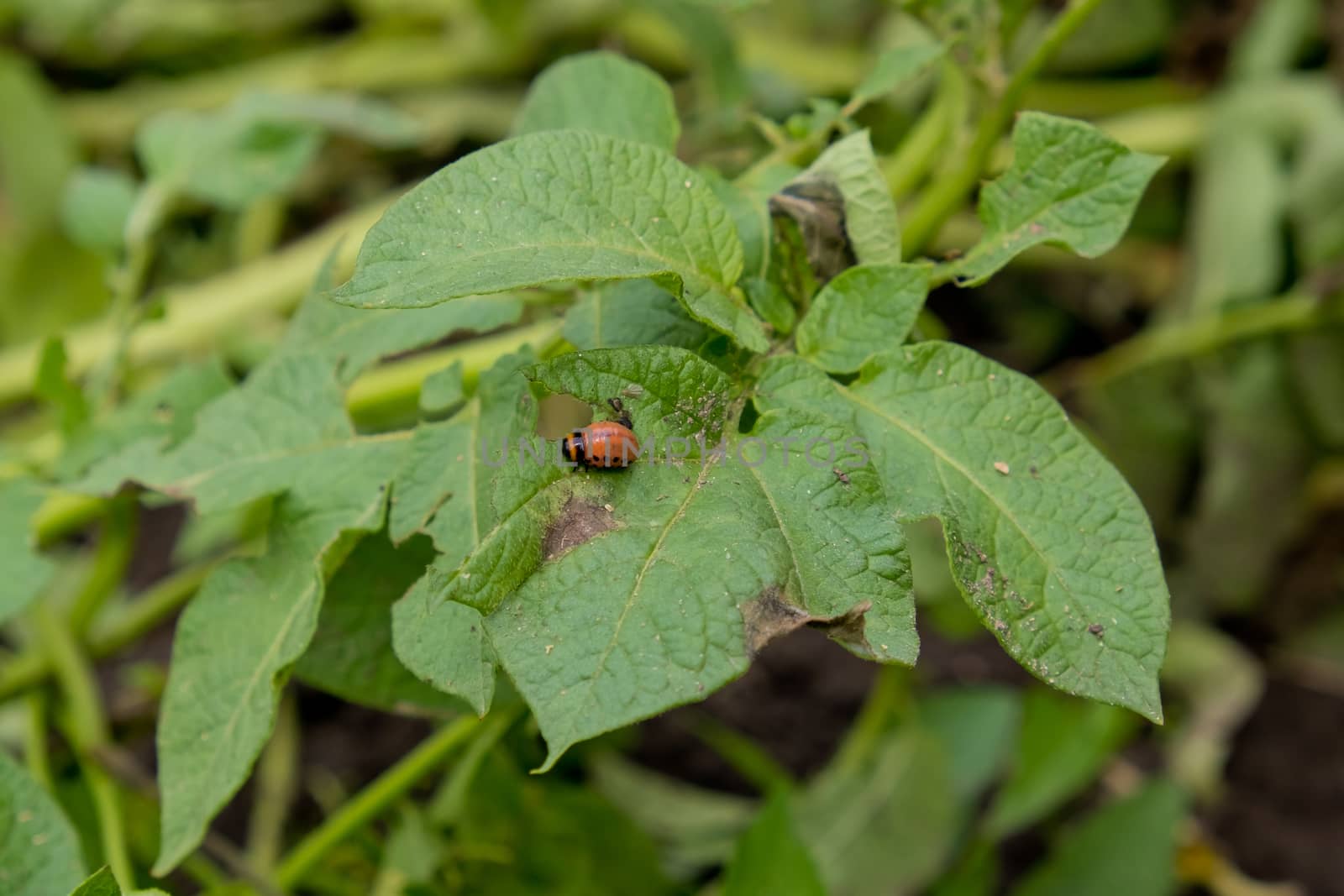 Colorado potato beetle larva eats potato leafs.