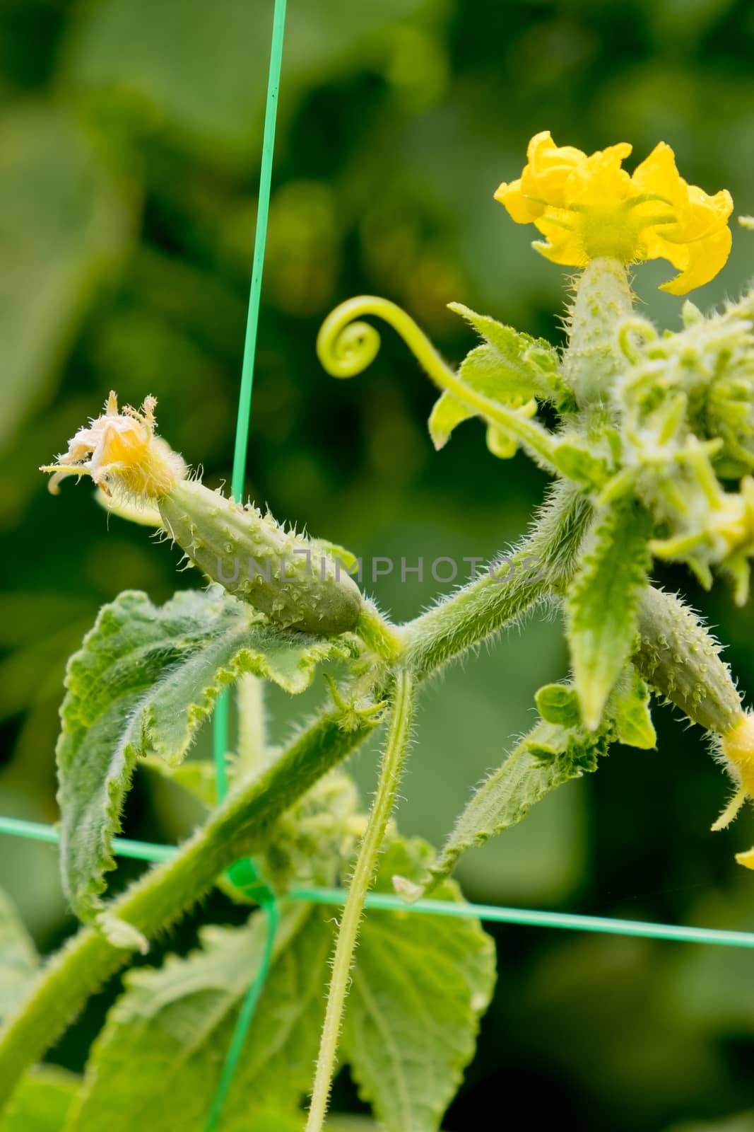 Young plant cucumberin the garden.