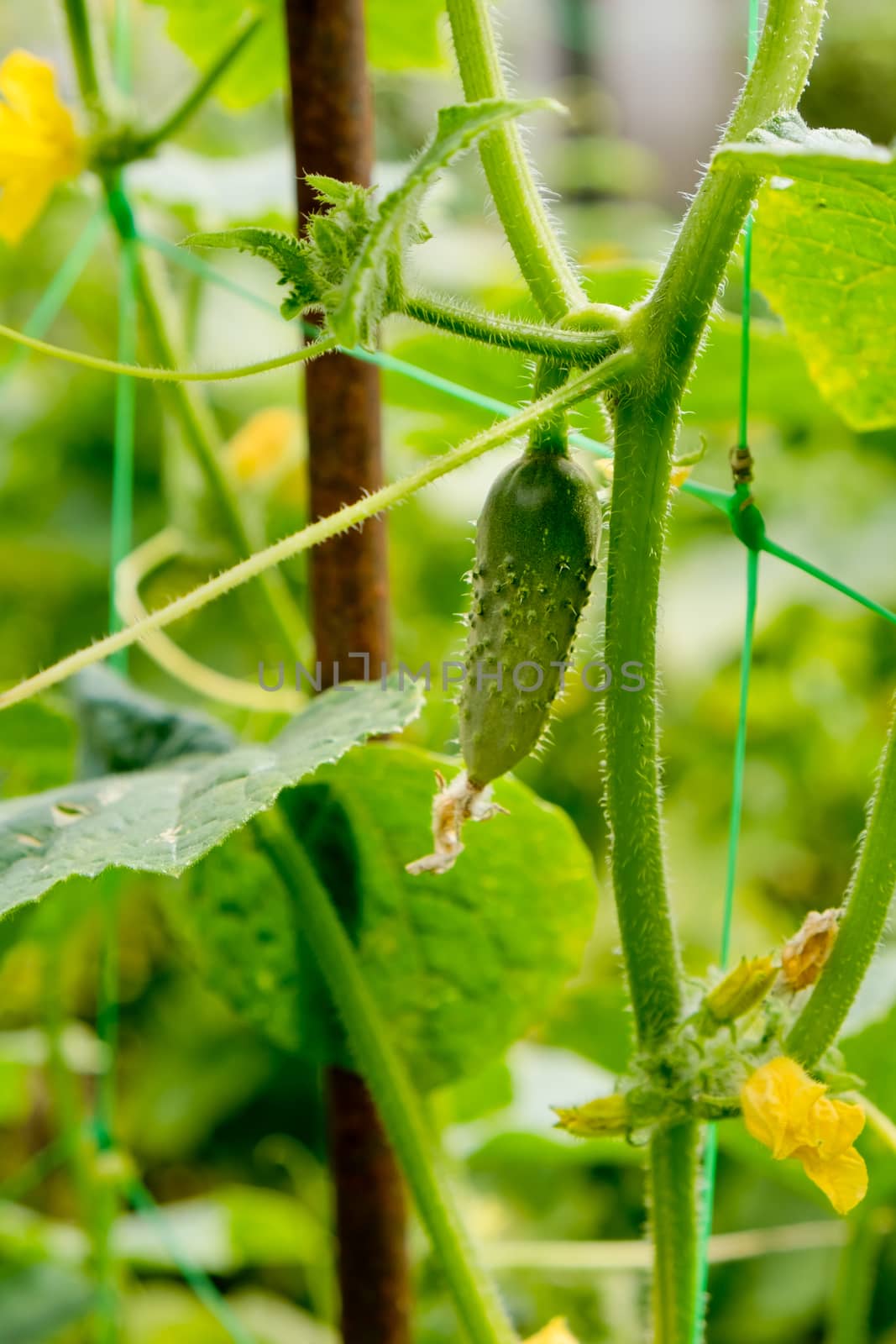 Young plant cucumberin the garden.