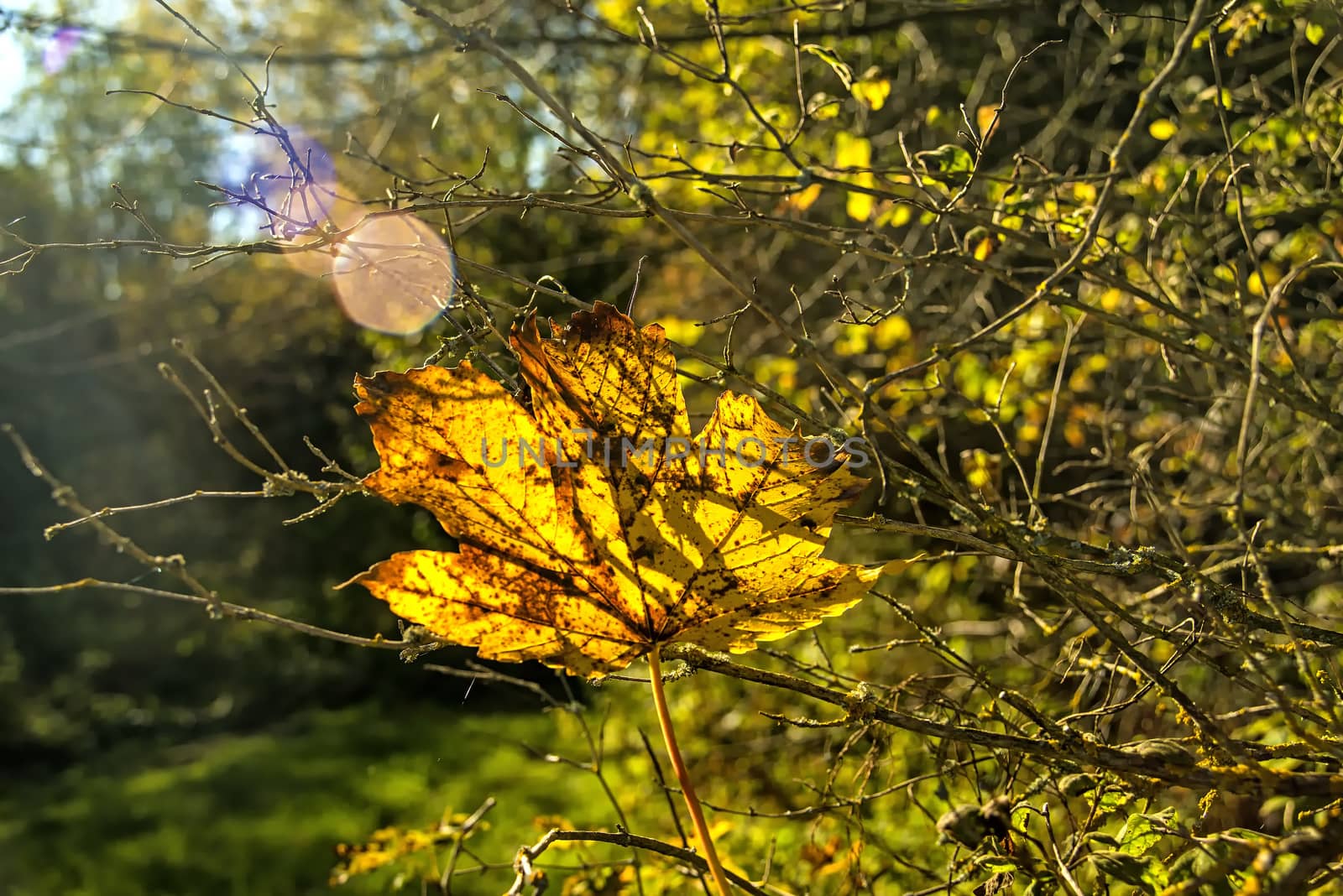 maple leaf in autumnal colors in back-light