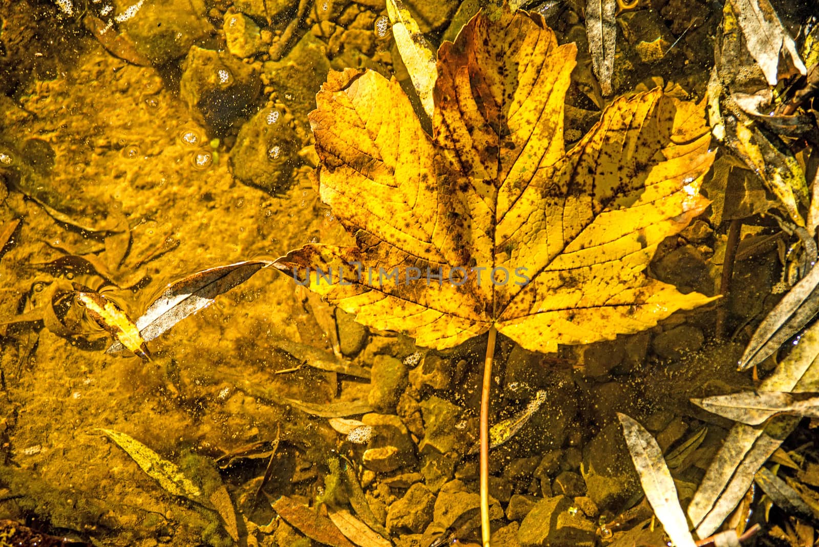 maple leaf in autumnal colors in back-light