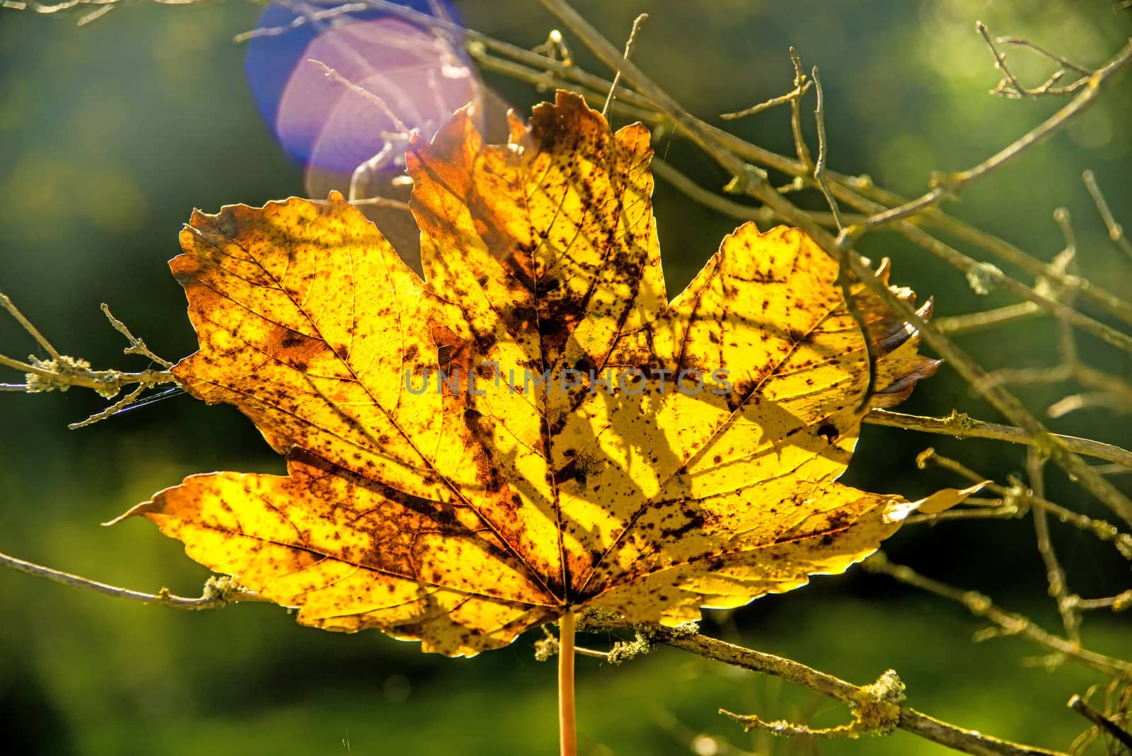 maple leaf in autumnal colors in back-light by Jochen