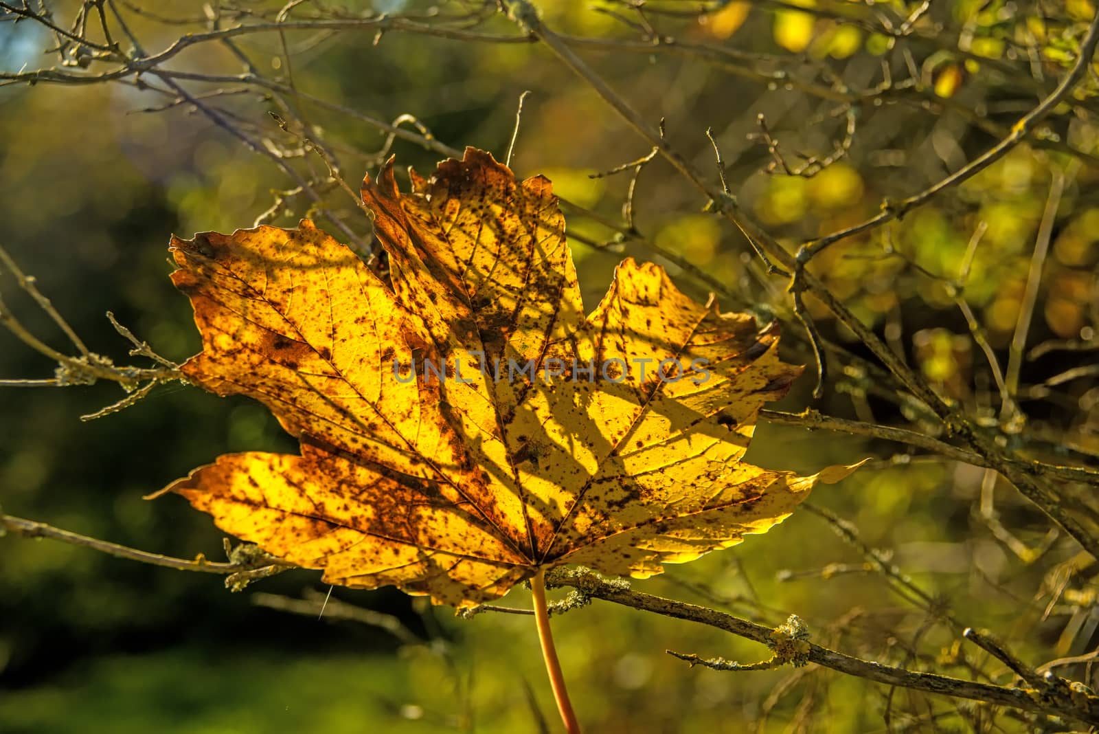 maple leaf in autumnal colors in back-light