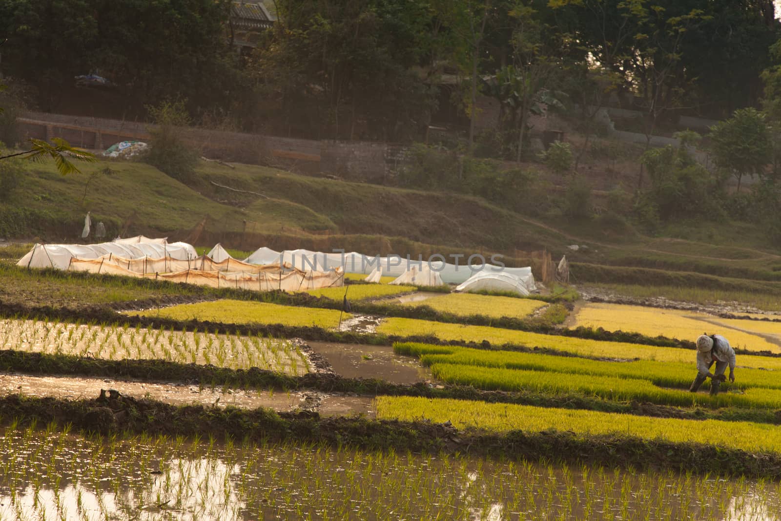 Duong Lam Vietnam 22/12/2013 fields or paddys with rice growing in open farmland by kgboxford