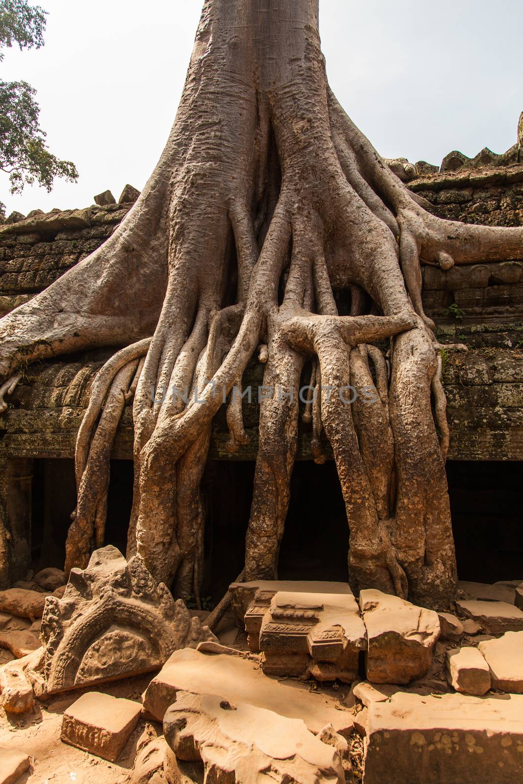 Ta Prohm, Angkor Wat, Cambodia, trees engulfing the temple structures with roots by kgboxford