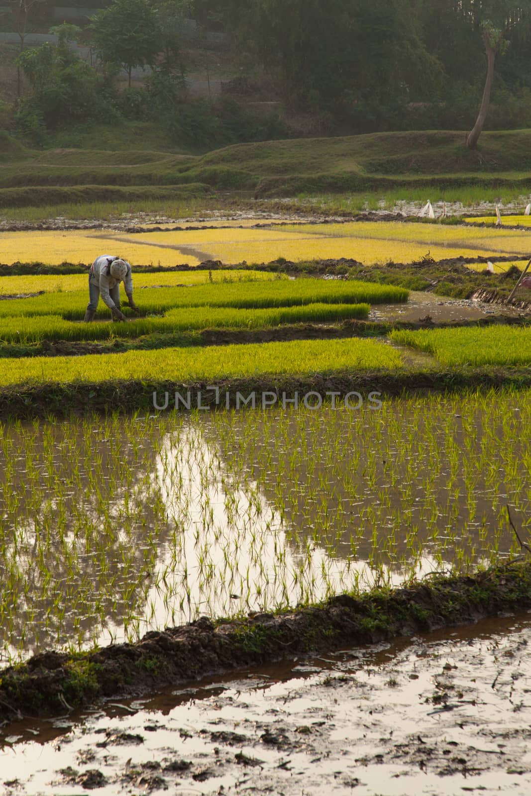 Duong Lam Vietnam 22/12/2013 farmer tending crops in fields or paddys with rice growing in open farmland with irrigation channels. High quality photo