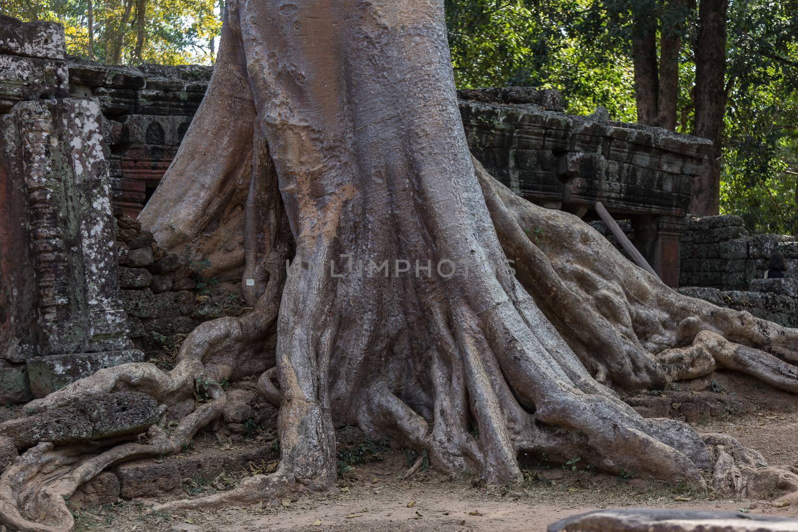 Ta Prohm, Angkor Wat, Cambodia, trees engulfing the temple structures with roots by kgboxford