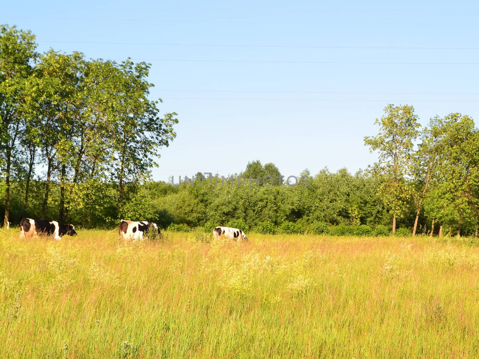 Cows crossing in rural meadow countryside, old village in Belarus. Summer or autumn day