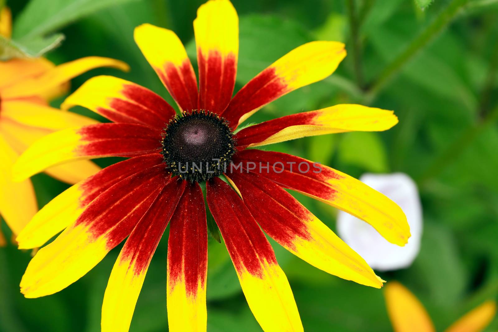 Nice Red And Yellow Flower by kvkirillov
