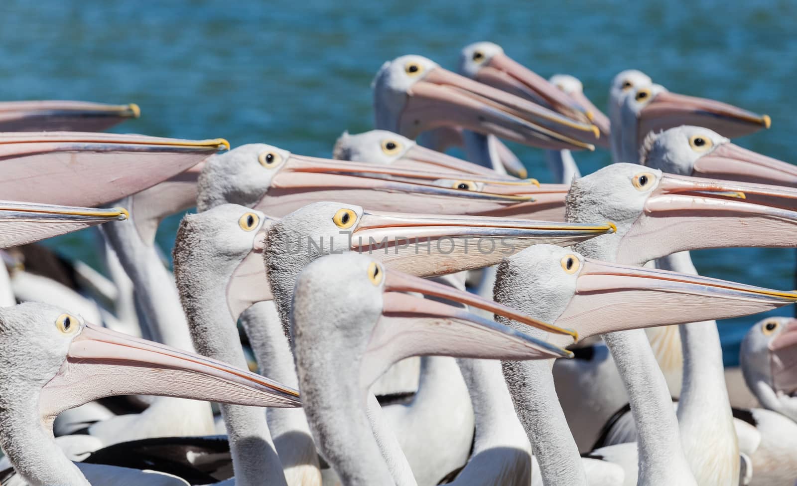 Pelicans looking left to right waiting for fish by kgboxford