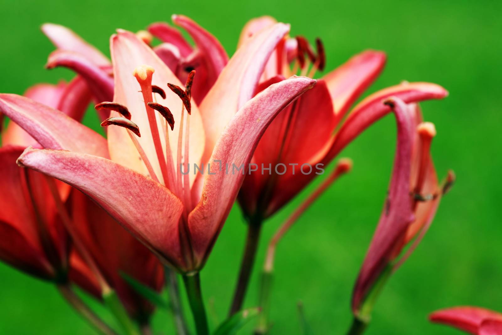 Summer gardening. Closeup of nice red lilies as background