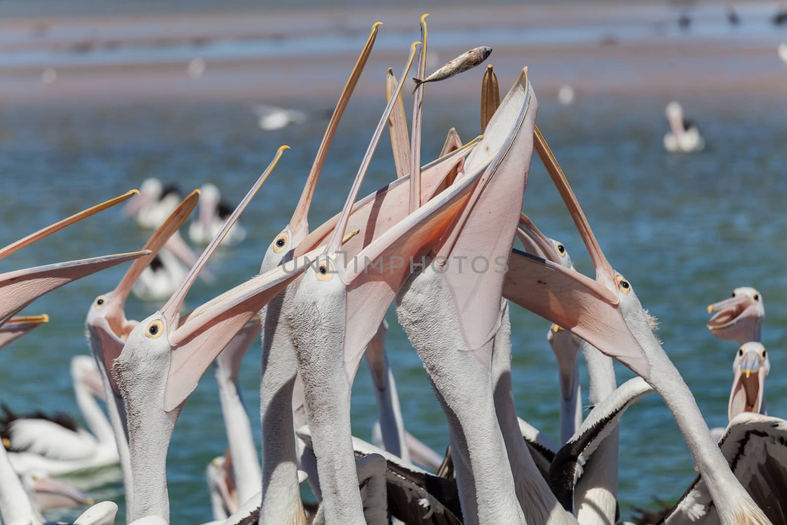 Pelicans being fed fish thrown to them in Australia by kgboxford