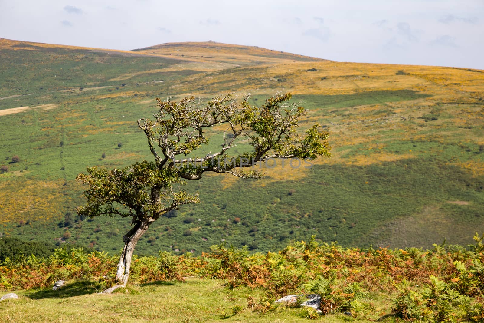  Traditional rural and moor landscape with trees, bracken and stones. High quality photo