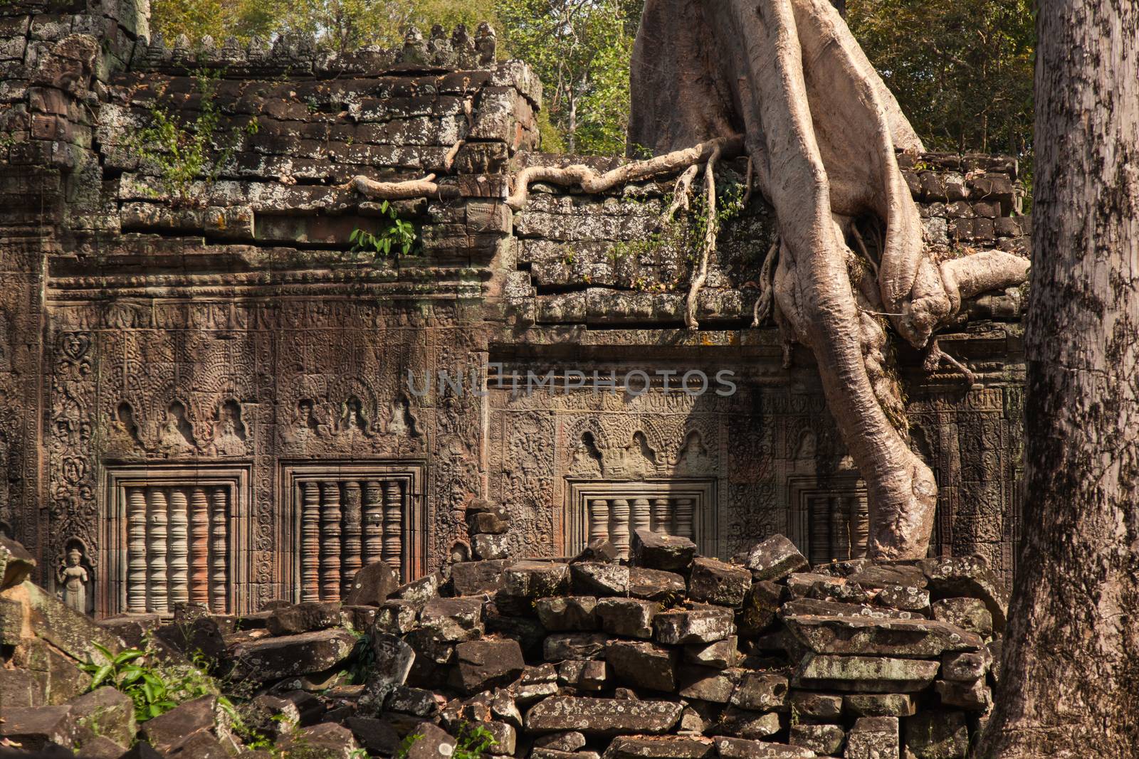 Ta Prohm, Angkor Wat, Cambodia, trees engulfing the temple structures with roots by kgboxford