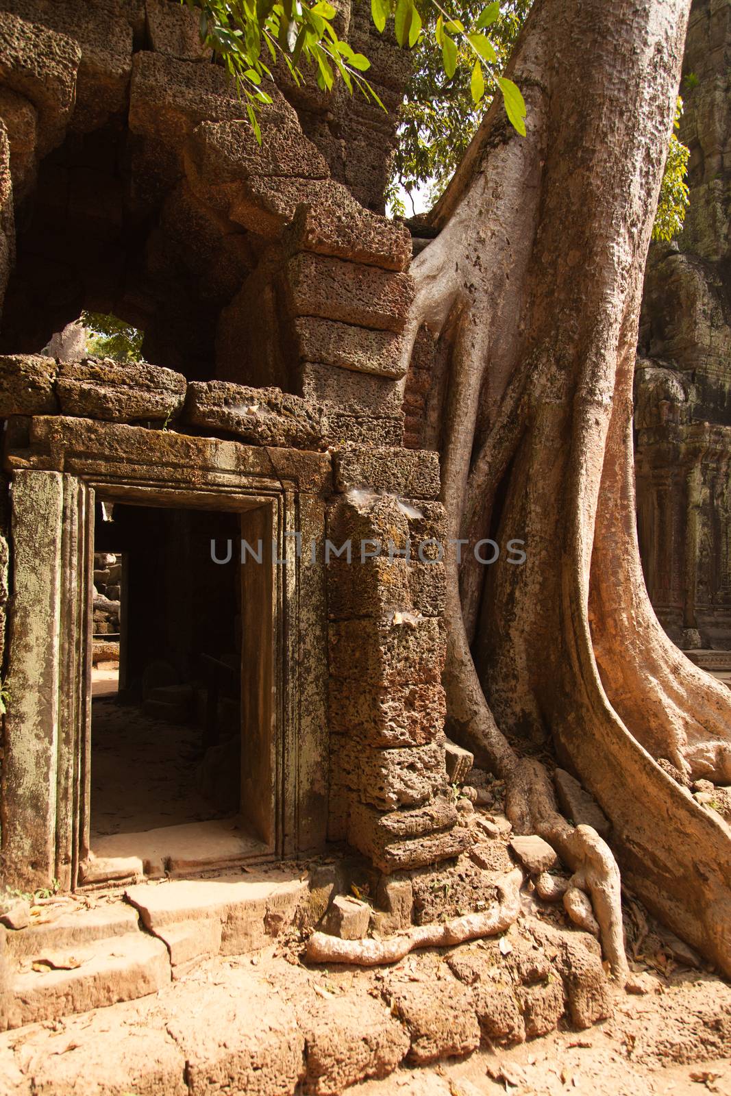 The jungle and trees had engulfed the temple complex of Angkor Watt, Cambodia, with the famous temples of Angkor, Ta Prohm and Bayon. revealed in the 18th century again . The temples numbering more than a thousand are part of the largest religious site anywhere. The tree roots are iconic of the temples and popularised Ta Prohm in the film Tomb Raider. 