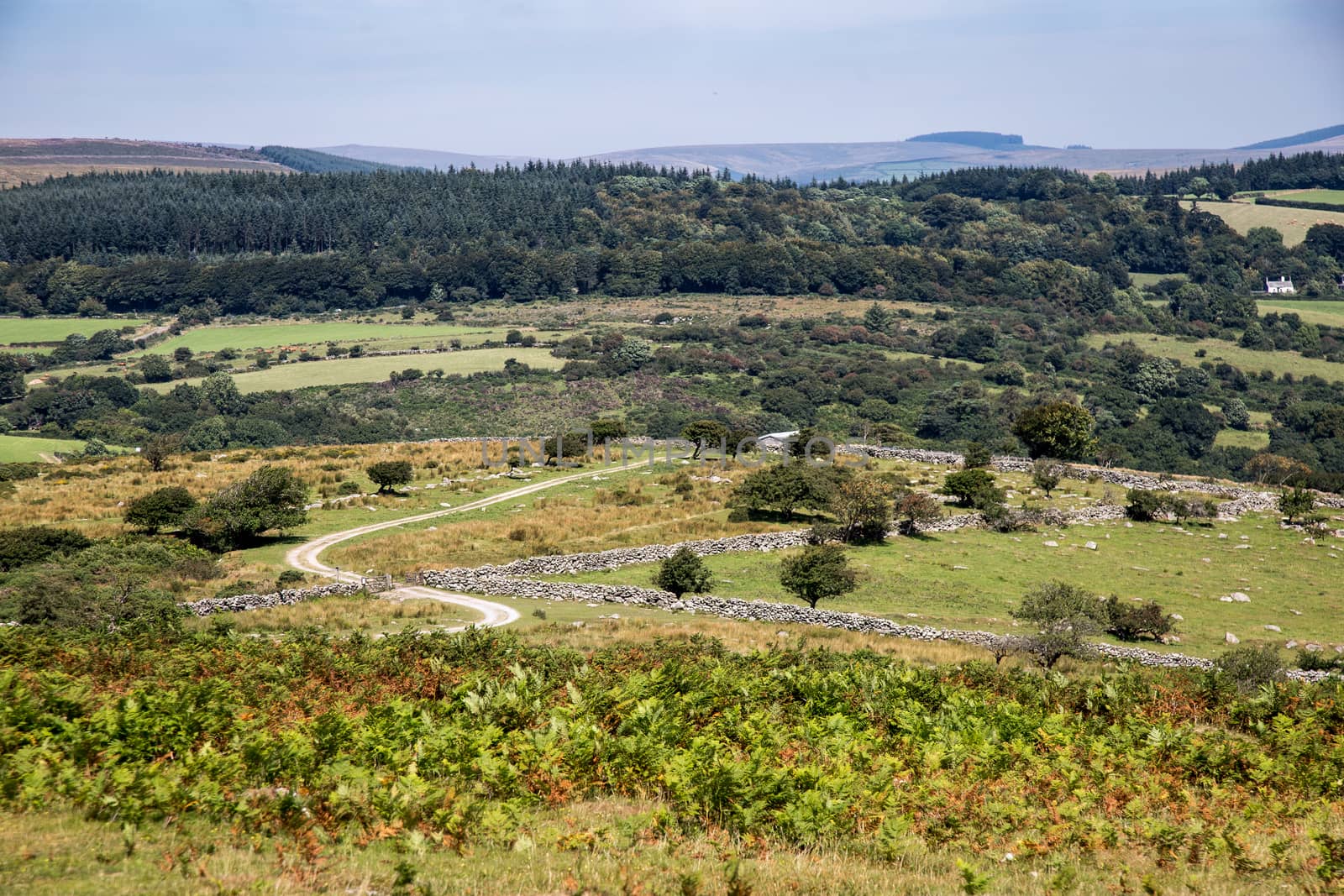  Traditional rural and moor landscape with trees, bracken and stones. High quality photo