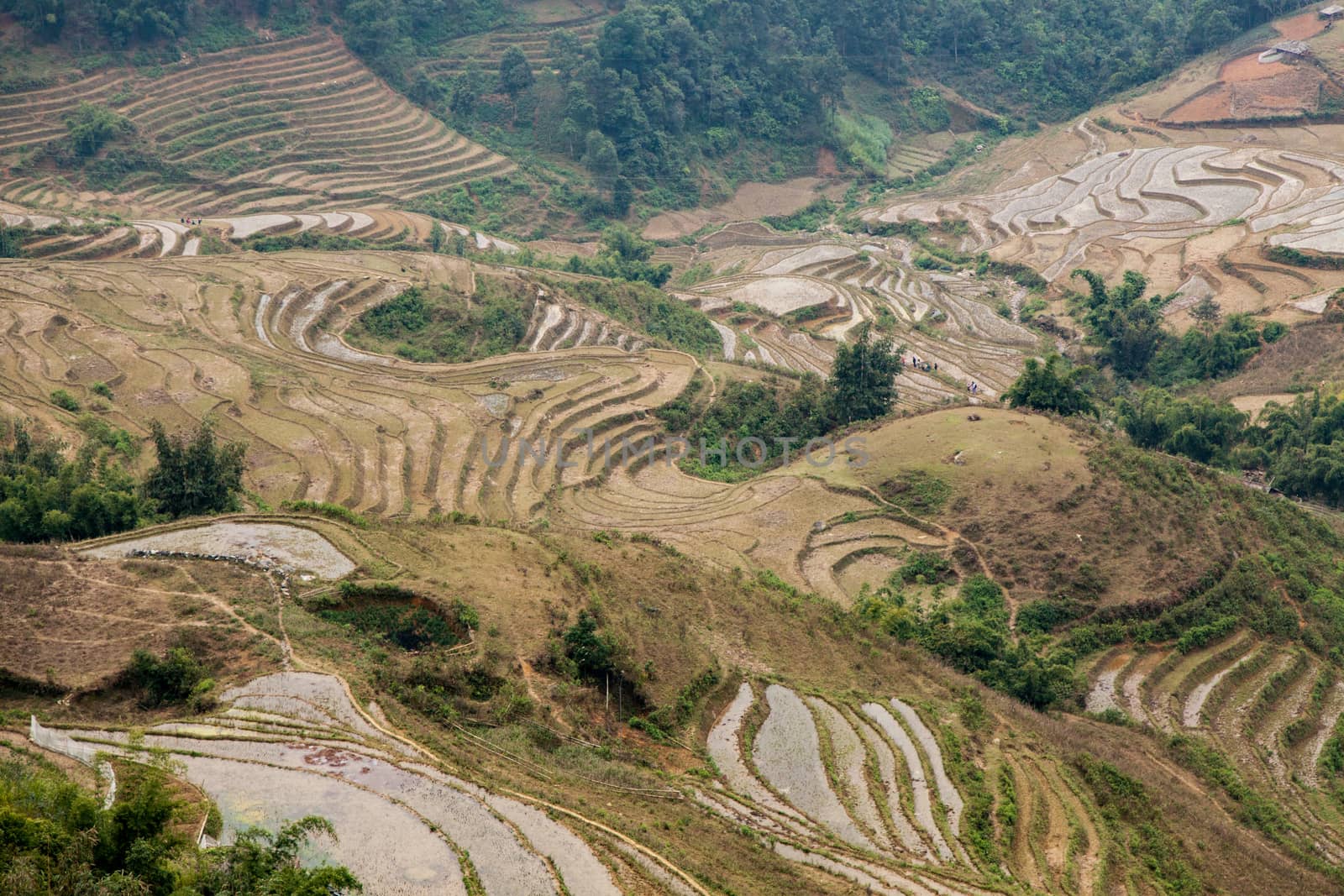 Landscape of terraced fields in Sapa, northern Vietnam during the winter. Brown layers in soil in rolling hills for rice growing. High quality photo