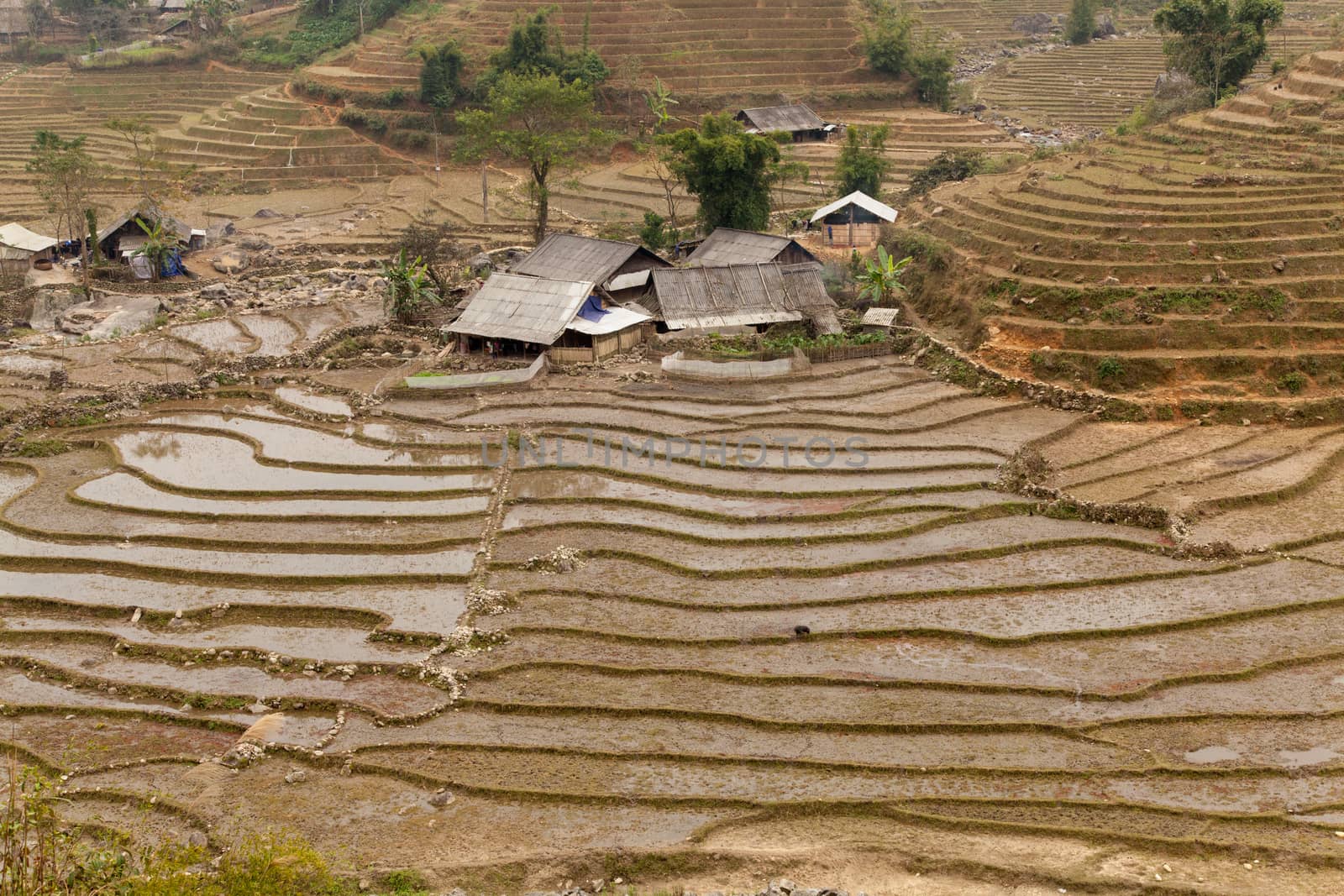 Terraced fields in Sapa, northern Vietnam during the winter with farm house  by kgboxford