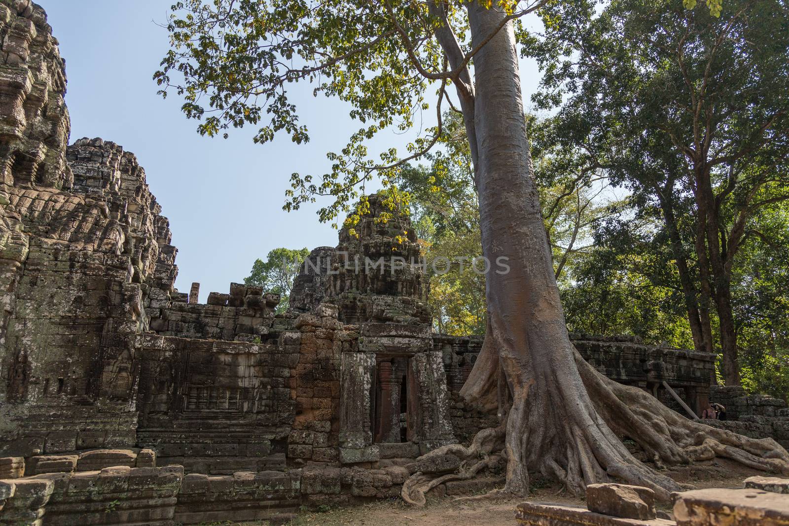 Ta Prohm, Angkor Wat, Cambodia, trees engulfing the temple structures with roots by kgboxford