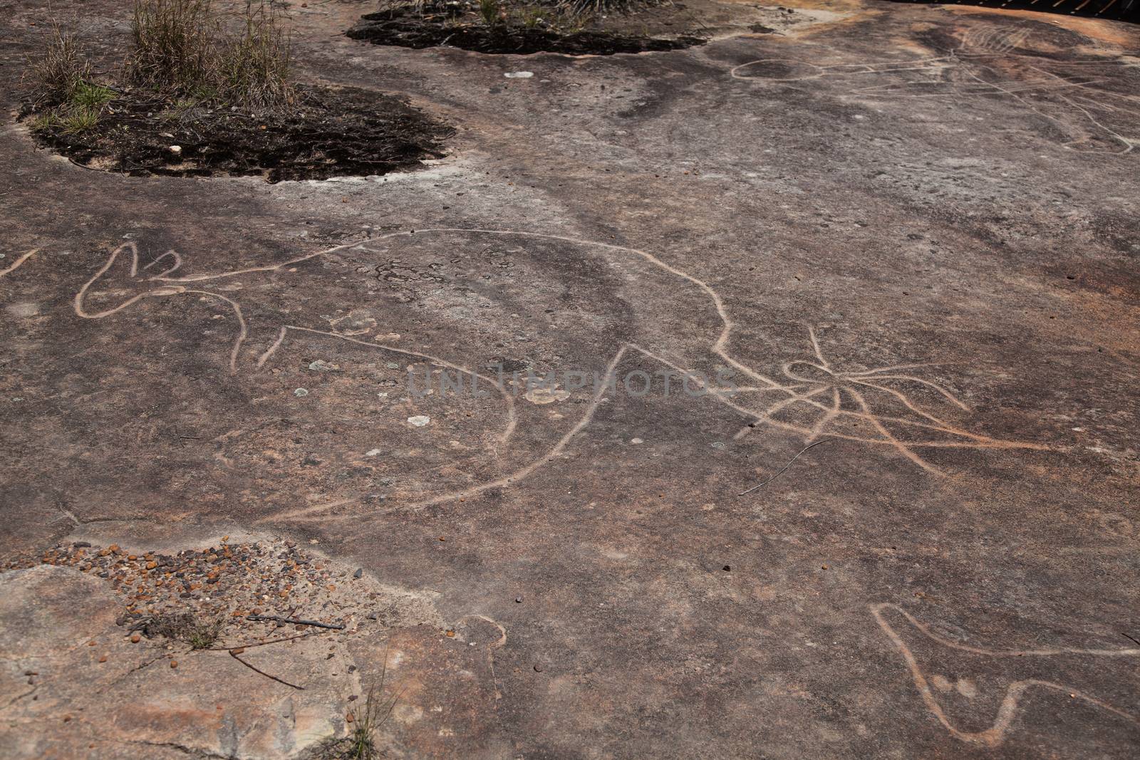 Dharawal etchings or petroglyphs, Bundeena NSW Australia. A rock etching of a kangaroo, ancient Aboriginal rock platform carvings