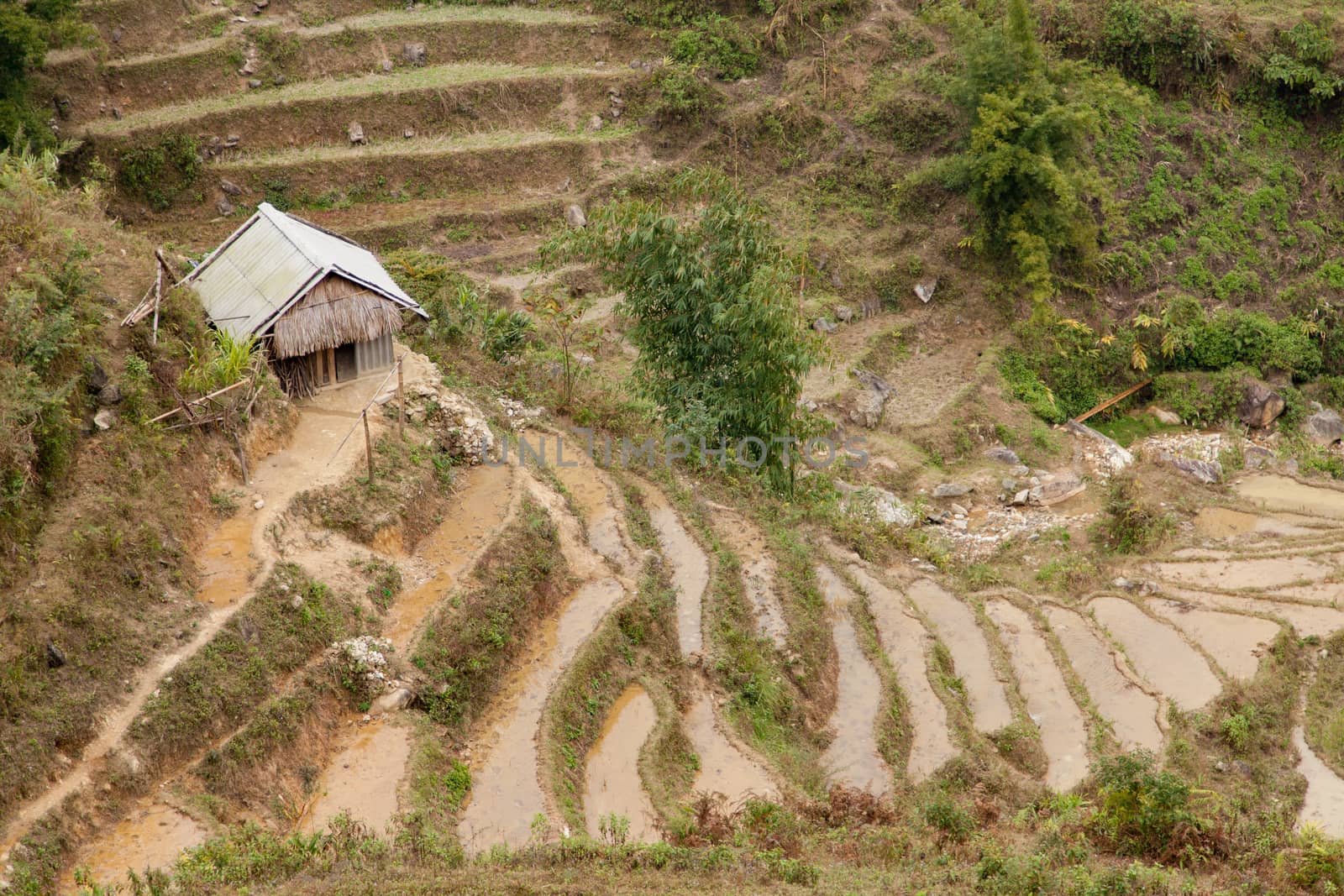 Terraced fields in Sapa northern Vietnam during the winter with farmhouse  by kgboxford