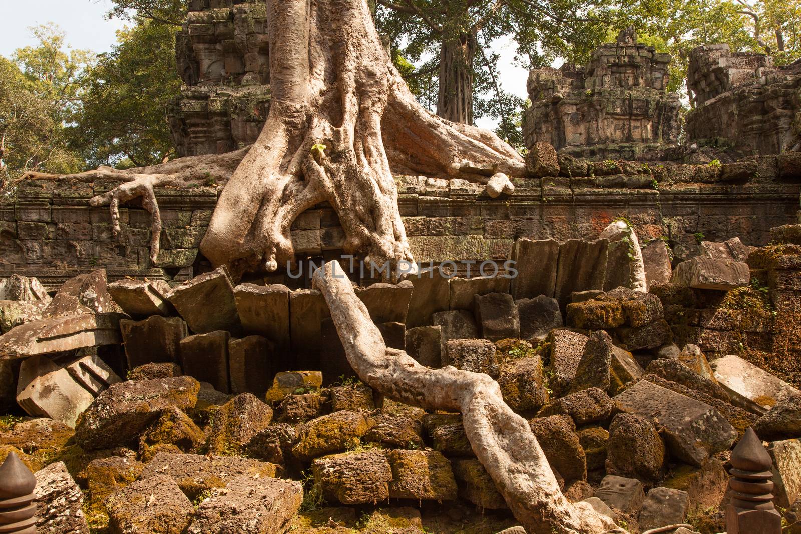 The jungle and trees had engulfed the temple complex of Angkor Watt, Cambodia, with the famous temples of Angkor, Ta Prohm and Bayon. revealed in the 18th century again . The temples numbering more than a thousand are part of the largest religious site anywhere. The tree roots are iconic of the temples and popularised Ta Prohm in the film Tomb Raider. 