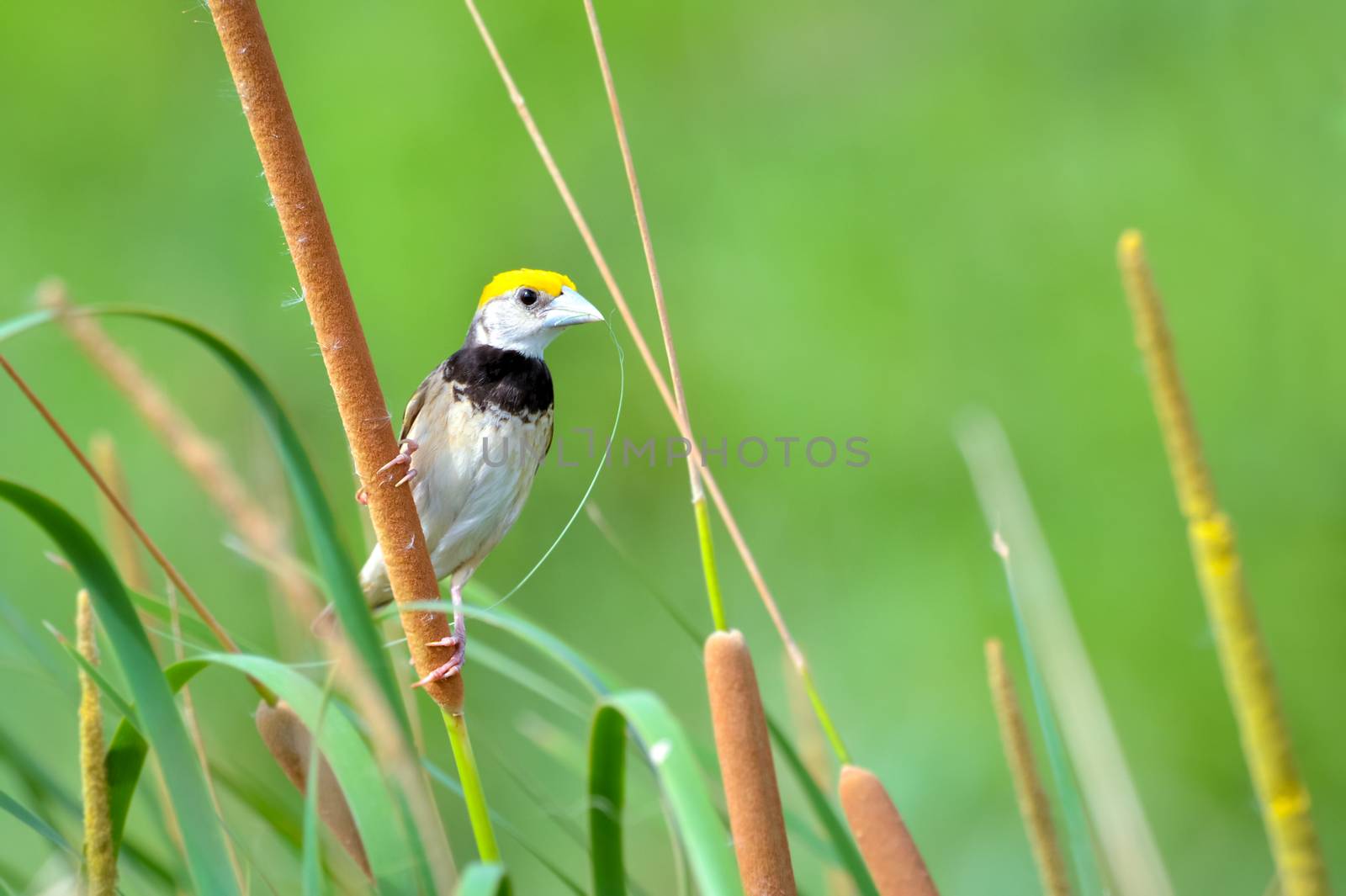 The black-breasted weaver, also known as the Bengal weaver or black-throated weaver, is a weaver resident in the northern river plains of the Indian subcontinent.